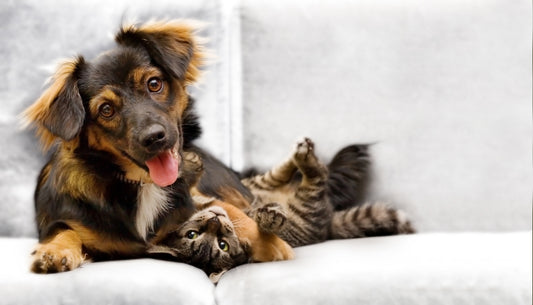 Four Reasons Other Pet Hair Products Fall Short of Fur-Eel