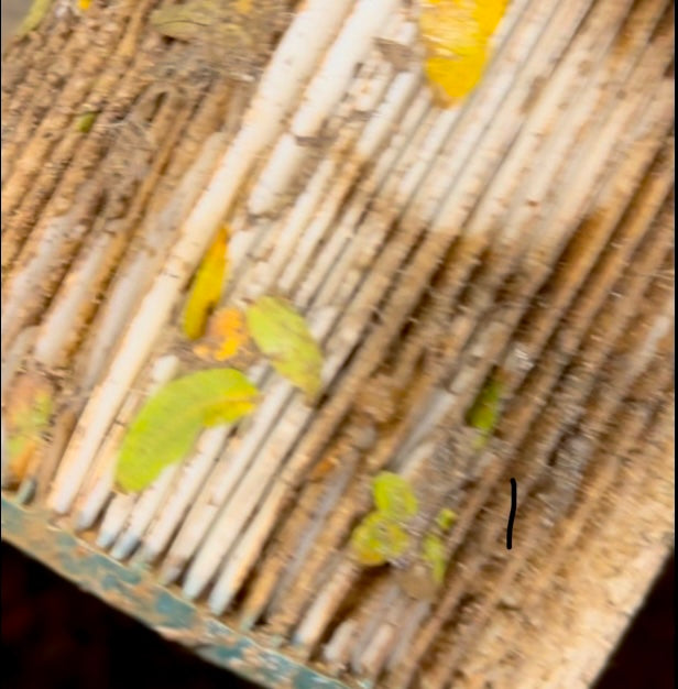 dirty shop vac filter without the filter guard