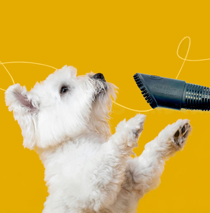 best pet hair vacuum attachment remover tool for dog hair eliminator