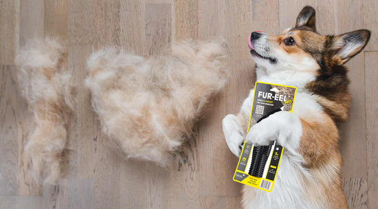 Dog holding a fur removal pet hair vacuum attachment tool with collected fur on a wooden floor
